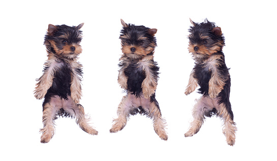 Yorkshire terrier puppy dancing poses collection on white