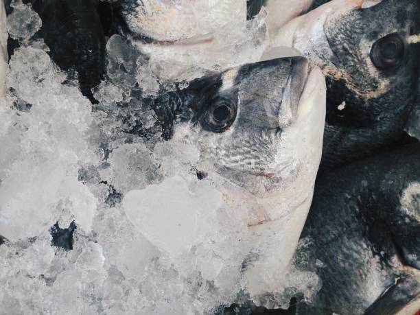 Fish on ice
