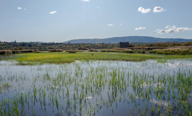istock Wetland in the Nature Reserve 1292124423