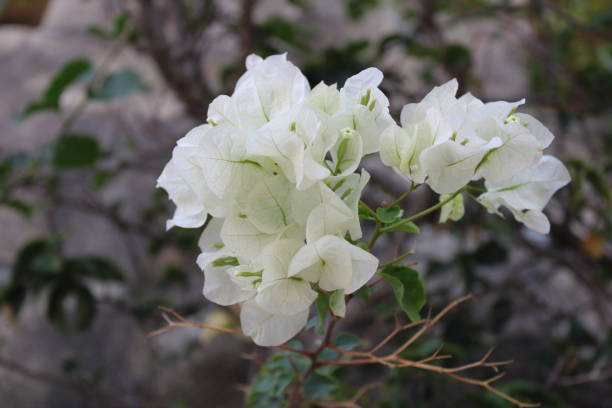 istock Flowers,nature 1292126634