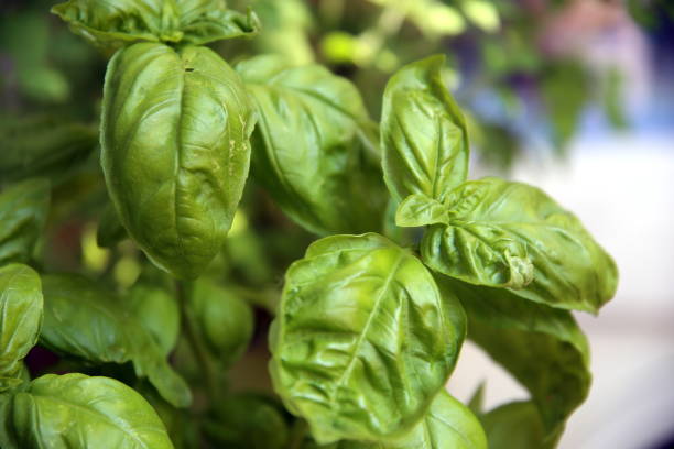 istock Close up of green basil leaves 1292127560