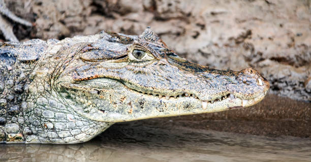 istock Head of a crocodile lying on the shore close-up side view. 1292127683