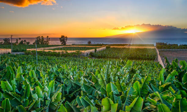 vista panorámica de la plantación de plátanos en tenerifa contra el cielo - banana plantation green tree fotografías e imágenes de stock