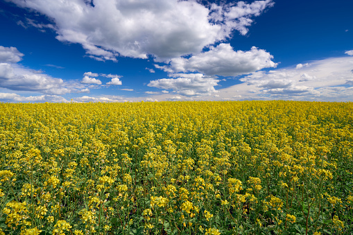 Landscape with yellow mustard blossoms on a field under a blue cloudy sky. Bright juicy colors. The background is blurred.