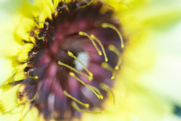 istock an insect on a yellow flower during the spring 1292129750