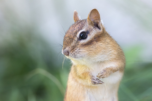 Closeup of chipmunk looking at camera