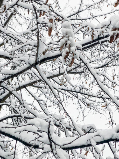 istock branches of a tree under snow in winter 1292129981