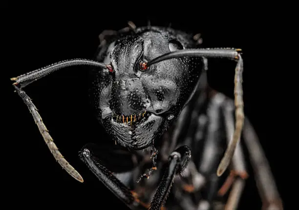 Photo of Ant under microscope macro portrait, isolated on black background