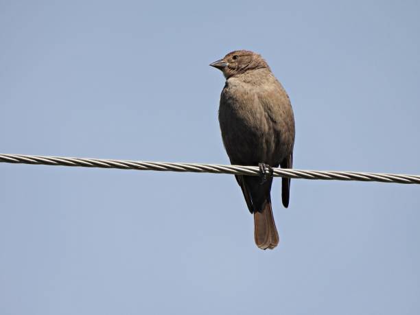 braunköpfiger cowbird (molothrus ater) thront an der telefonleitung - braunkopf kuhstärling stock-fotos und bilder