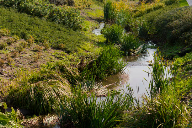 istock A swamp covered with dense green herbaceous vegetation 1292136859