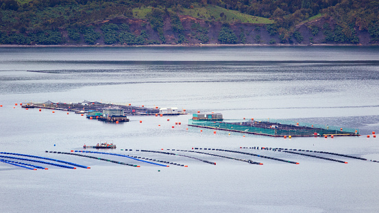Panoramic view of a salmon farm in Chiloe, in the Dalcahue channel, Quinchao island, Chile