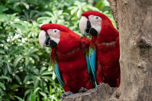 istock Colorful couple red Macaw Parrot bird on nature tree 1292137782