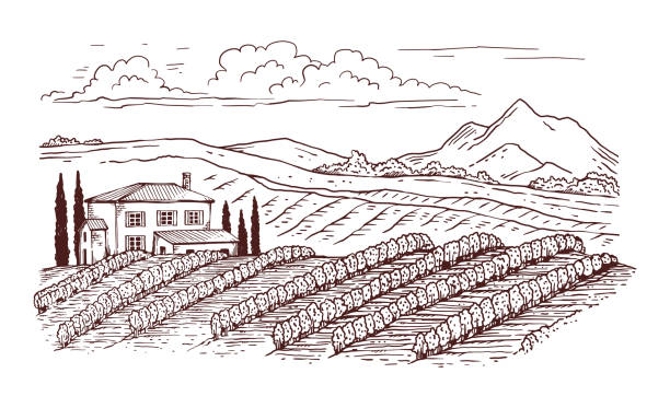 검은 얇은 선은 포도원 시골 풍경을 새겨, 벡터 일러스트 고립. - italy landscape tuscany retro revival stock illustrations