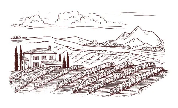 Vector illustration of Black thin line engraved vineyard rural landscape, vector illustration isolated.