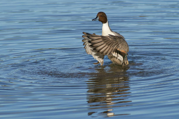 istock Male Northern Pintail 1292137931