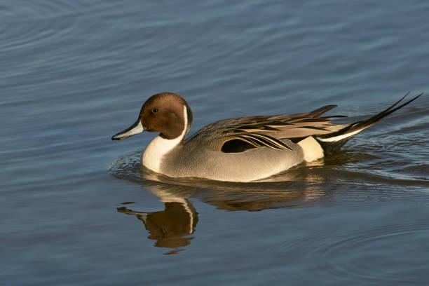 istock Male Northern Pintail 1292137960