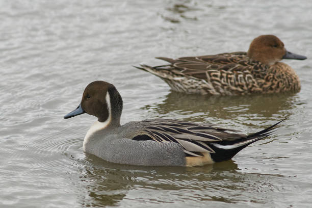 istock Male Northern Pintail 1292138543