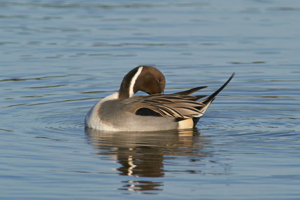 istock Male Northern Pintail 1292138559