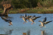 Greylag Geese landing