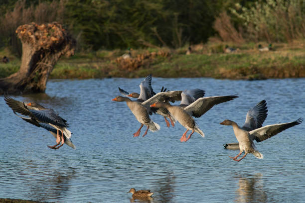 Greylag Geese landing Greylag Geese (Anser anser) coming in to land on a lake during winter at Slimbridge in Gloucestershire, England. greylag goose stock pictures, royalty-free photos & images