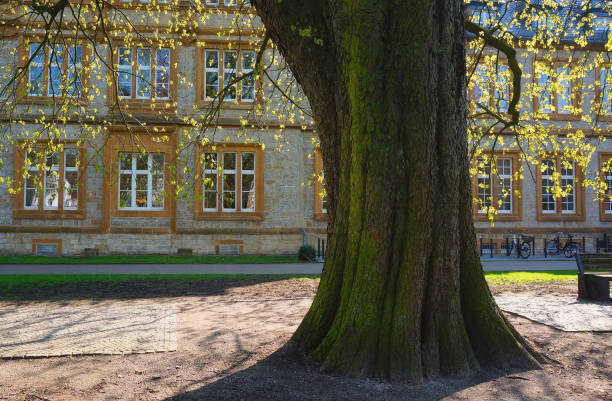 Trunk of a very old chestnut tree in the spring. Facade of a school building in the background