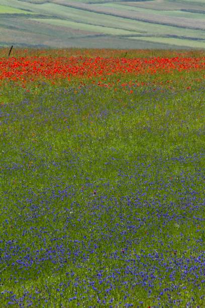 istock CASTELLUCCIO DI NORCIA AND ITS FLOWERING 1292140033