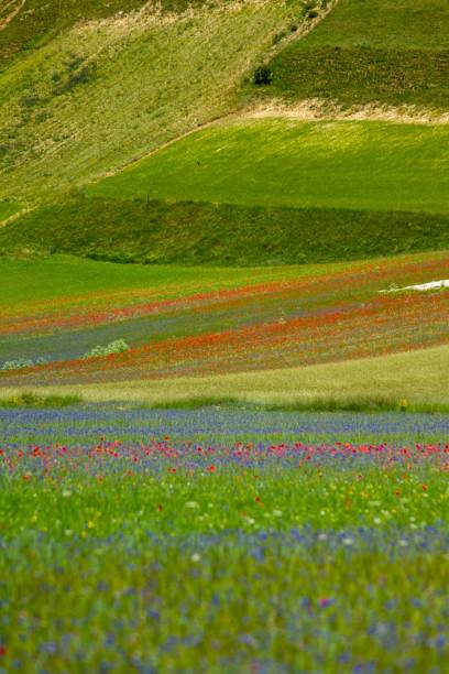 istock CASTELLUCCIO DI NORCIA AND ITS FLOWERING 1292140103