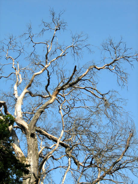 istock An old dried-up large tree that has completely lost its foliage. Dry branches against a clear blue sky. 1292144558