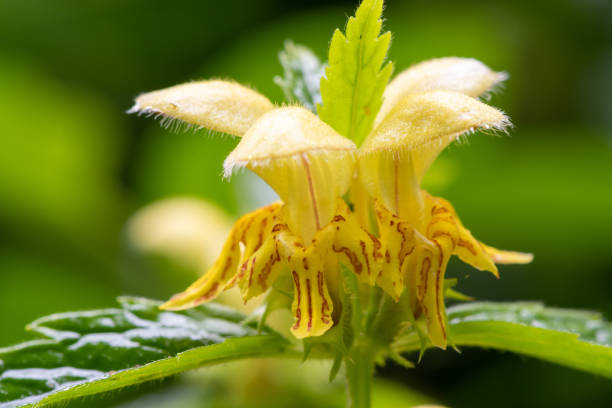 Macro shot of yellow flowers on a yellow archangel (lamium galeobdolon) plant
