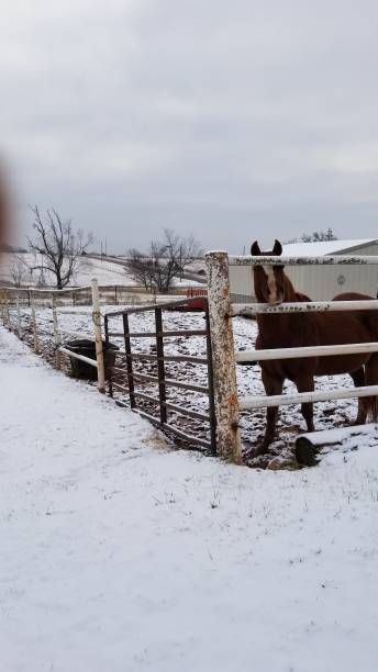 istock Winter, horse waiting for dinner 1292145733