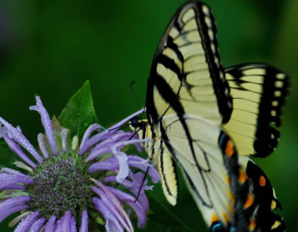 Eastern Tiger Swallow Tail butterfly on a purple flower