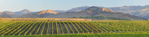 파노라마 포도원 풍경 - 가을 - vineyard california santa barbara county panoramic 뉴스 사진 이미지