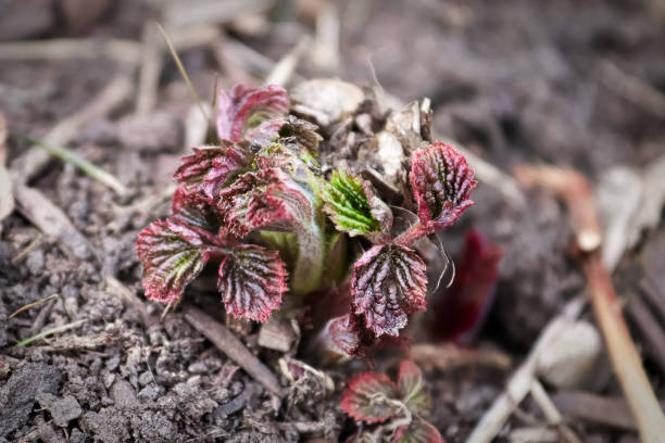New raspberry canes ground out of the soil in spring.
