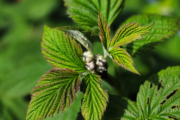 Closeup of raspberry leaves with unopened flower buds.