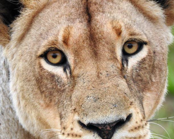 istock Lioness looks me in the eye 1292149031