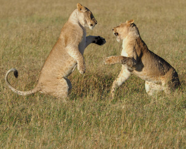 Lion Animal Fighting Lion Cub Stock Photos, Pictures & Royalty-Free Images  - iStock