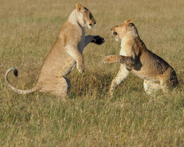 Lion Animal Fighting Lion Cub Stock Photos, Pictures & Royalty-Free Images - iStock Lion Animal Fighting Lion Cub Stock Photos, Pictures & Royalty-Free Images - iStock