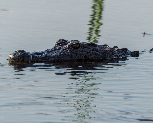 istock Head of Nile Crocodile in the water 1292149078