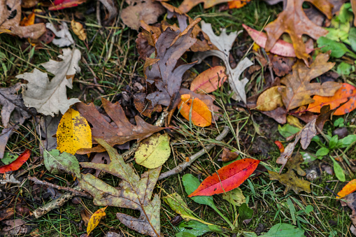 Sprinkling of miscellaneous colorful autumn leaves on the ground.