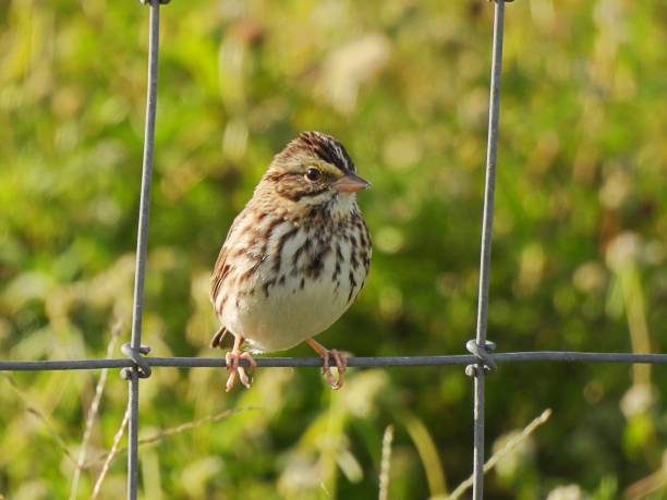 savannah sparrow (passerculus sandwichensis) encaramada en una cerca en florida - passerculus fotografías e imágenes de stock