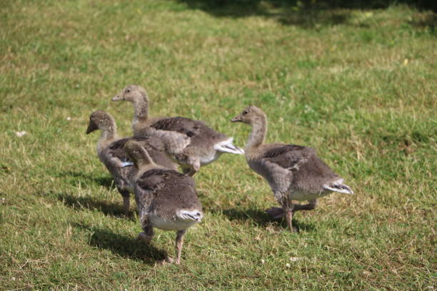 istock Chick of the greylag goose Anser anser 1292156265