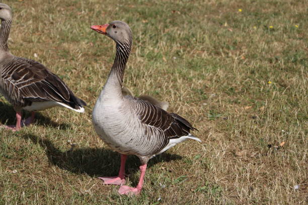 istock Greylag goose Anser anser, Sweden 1292156469