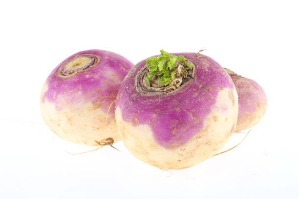 白い背景インドのカブに収穫したばかりの春のカブ(ブラッシカラパ) - beet common beet isolated root vegetable ストックフォトと画像