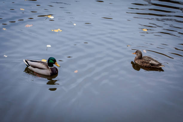 Male and female mallards or Wild Ducks (Anas platyrhynchos) in the lake