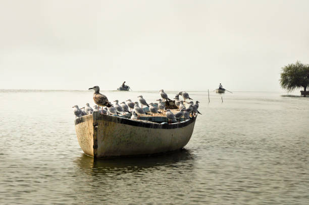 fishing boat and many seagulls