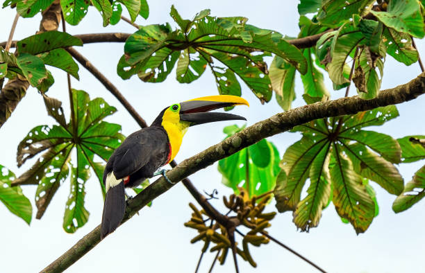 istock Chestnut Mandibled Toucan, Mindo, Ecuador 1292163488