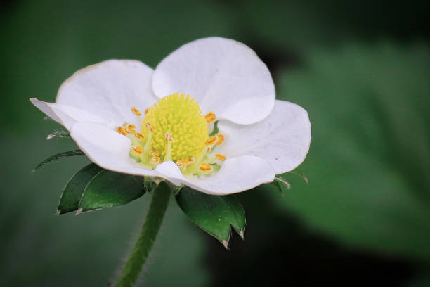 istock Macro of strawberry blossoms against a dark leaf background 1292164200