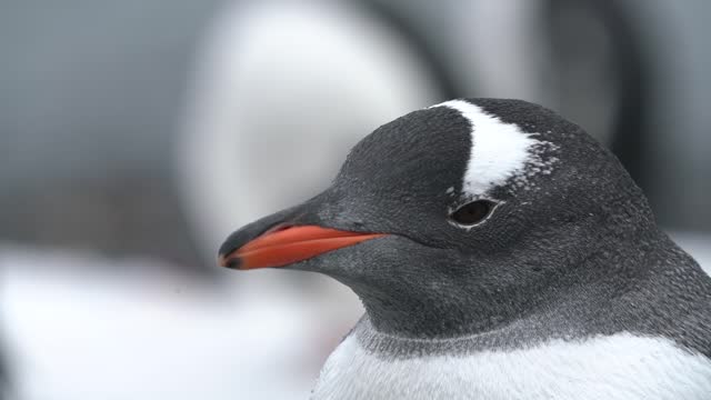 Gentoo Penguin in Antarctica Close Up Shot - Wildlife