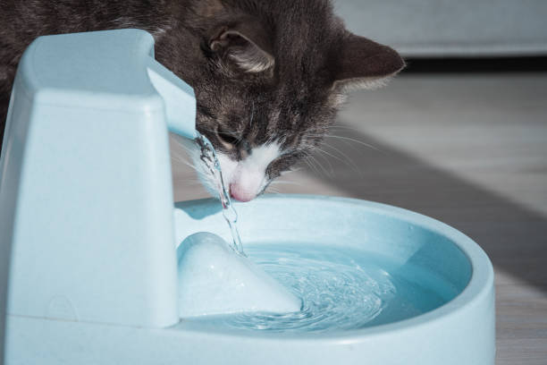 Cat with water dispenser. Cat water fountain. Pet thirst. Dehydration in a cat Domestic cat drinks water from water dispenser. Cat water fountain. Pet thirst. Dehydration in a cat. High quality photo cat water stock pictures, royalty-free photos & images