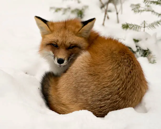 Red fox close-up profile view resting in the winter season in its environment and habitat with snow background displaying bushy fox tail, fur. Fox Image. Picture. Portrait. Red Fox Stock Photos.